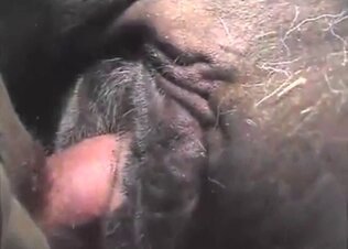 Fucking animal tube