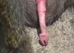 Girls animal sex