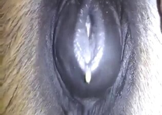 Pussy animal sex