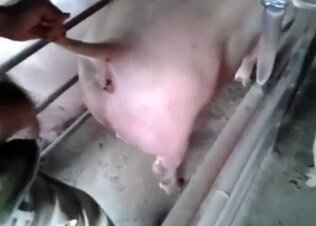 Sperm animal porn