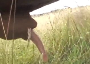 Woman animal porn